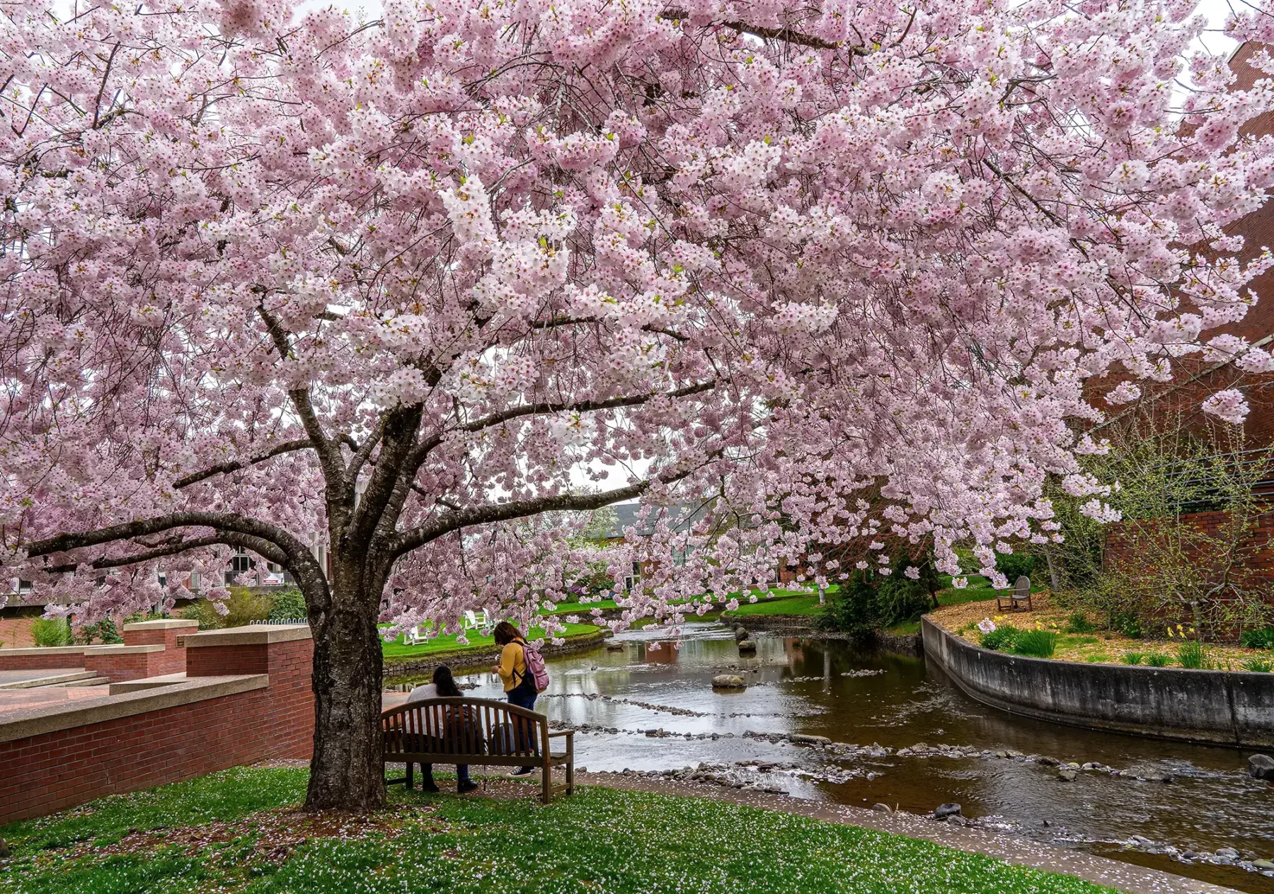 A large blossoming cherry tree covered in pink flowers with a bench underneath it